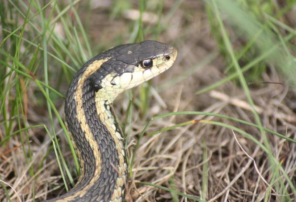 Photo of Thamnophis sirtalis by <a href="http://www.flickr.com/photos/dianesdigitals/">Diane Williamson</a>